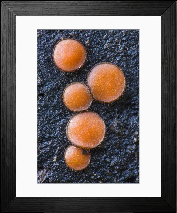 Framed Print : Eyelash fungus (Scutellinia scutellata) New Forest National Park, Hampshire, England, UK Framed Print : Eyelash fungus (Scutellinia scutellata) New Forest National Park, Hampshire, England, UK