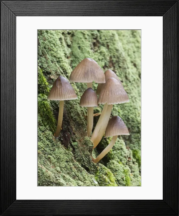Framed Print : Group of Mycena, New Forest, Hampshire, England, UK Framed Print : Group of Mycena, New Forest, Hampshire, England, UK