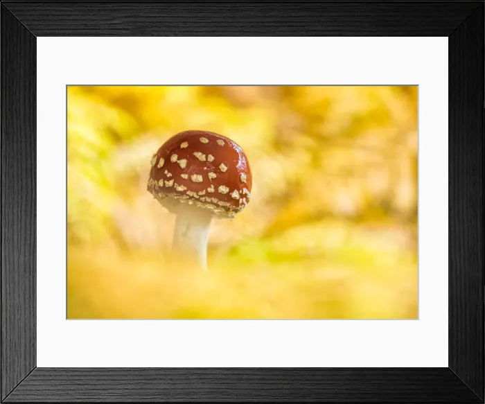 Framed Print : Fly Agaric (Amanita muscaria) amongst birch leaves, New Forest National Park, Hampshire Framed Print : Fly Agaric (Amanita muscaria) amongst birch leaves, New Forest National Park, Hampshire