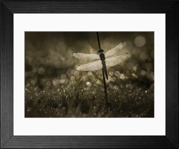 Framed Print : Black-Tailed Skimmer (Orthetrum cancellatum), Westhay Moor NNR, Somerset Levels, Somerset Framed Print : Black-Tailed Skimmer (Orthetrum cancellatum), Westhay Moor NNR, Somerset Levels, Somerset
