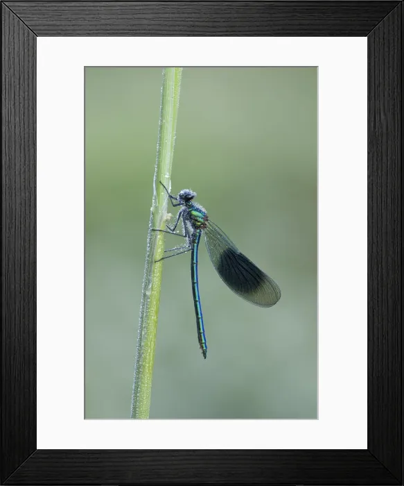 Framed Print : Banded demoiselle (Calopteryx splendens), River Frome, Dorchester, Dorset, England, UK Framed Print : Banded demoiselle (Calopteryx splendens), River Frome, Dorchester, Dorset, England, UK
