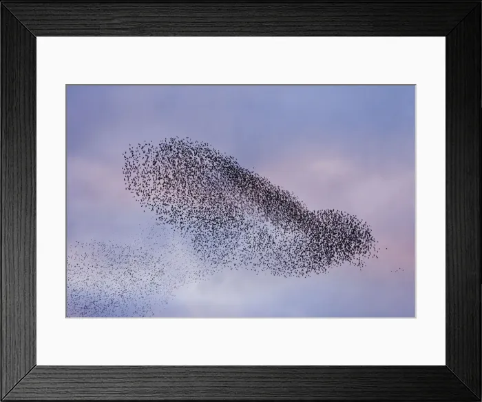 Framed Print : A murmuration of starlings (Sturnus vulgaris) coming in to roost at Shapwick