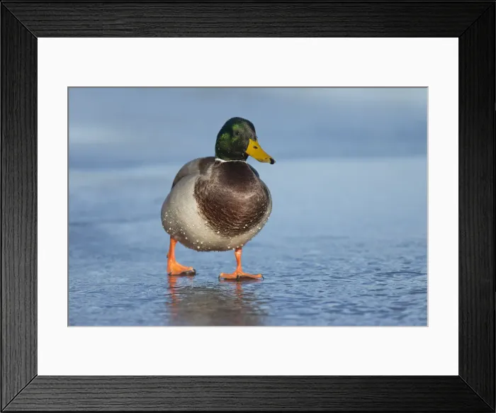 Framed Print : Mallard Drake (Anas platyrhynchos) on walking on ice Framed Print : Mallard Drake (Anas platyrhynchos) on walking on ice