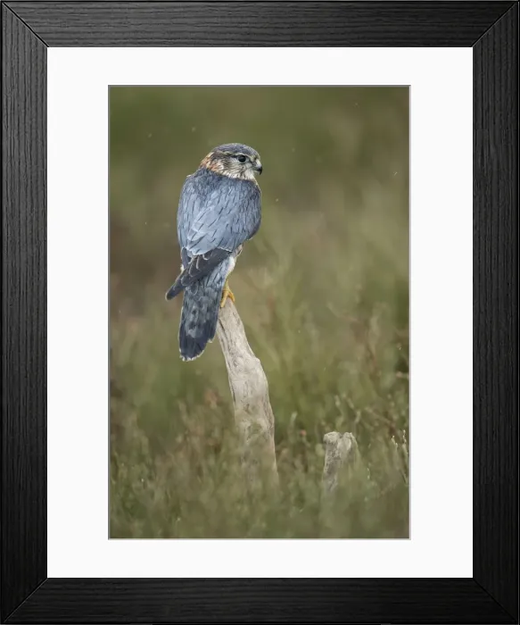 Framed Print : Merlin (Falco columarius), England