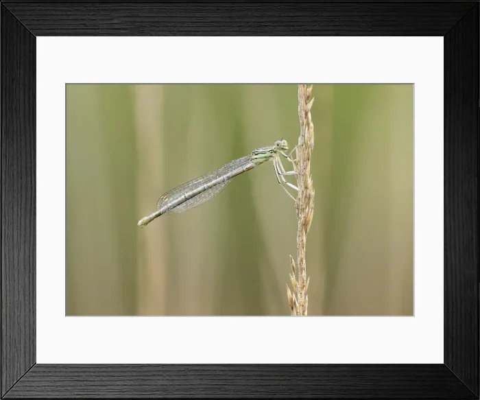 Framed Print : White-legged damselfly (Platycnemis pennipes), Westhay Moor NNR, Somerset Levels Framed Print : White-legged damselfly (Platycnemis pennipes), Westhay Moor NNR, Somerset Levels