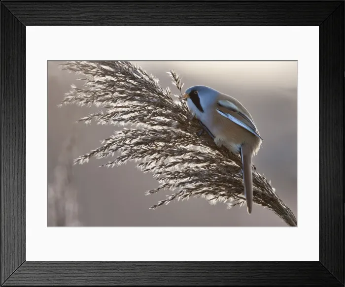Framed Print : Bearded tit (Panurus biarmicus) Radipole RSPB Reserve, Dorset, England Framed Print : Bearded tit (Panurus biarmicus) Radipole RSPB Reserve, Dorset, England