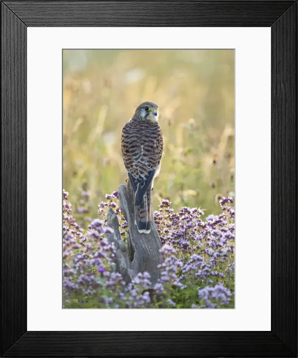 Framed Print : Kestrel (Falco tinnculus) (C), Hawk Conservancy Trust, Hampshire, England, UK Framed Print : Kestrel (Falco tinnculus) (C), Hawk Conservancy Trust, Hampshire, England, UK