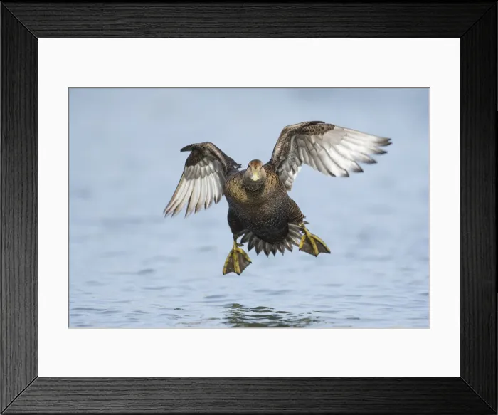 Framed Print : Female Eider duck (Somateria mollissima) Seahouses, Northumberland, England Framed Print : Female Eider duck (Somateria mollissima) Seahouses, Northumberland, England