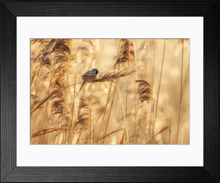 Framed Print : Bearded tit (Panurus biarmicus), male, Radipole Lake RSPB reserve, Weymouth, Dorset Framed Print : Bearded tit (Panurus biarmicus), male, Radipole Lake RSPB reserve, Weymouth, Dorset