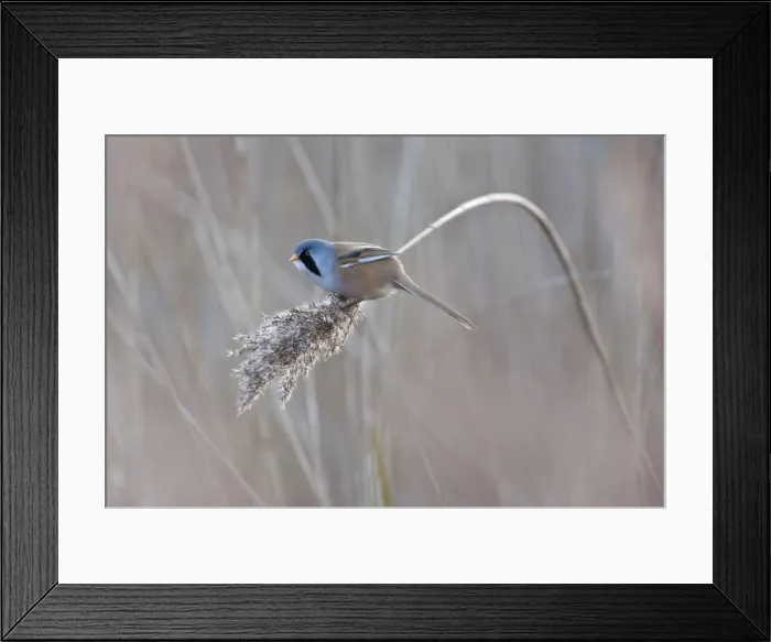 Framed Print : Bearded tit (Panurus biarmicus) Radipole RSPB Reserve, Dorset, England Framed Print : Bearded tit (Panurus biarmicus) Radipole RSPB Reserve, Dorset, England