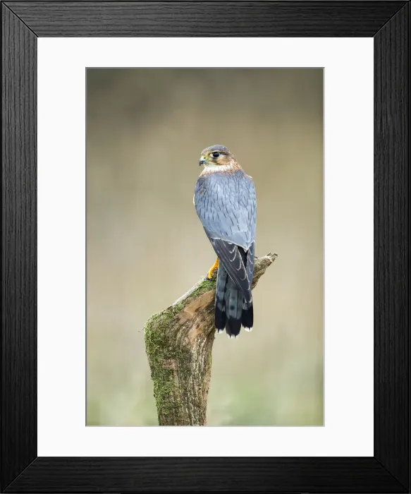 Framed Print : Eurasian Hobby (Falco subbuteo), Hampshire, England Framed Print : Eurasian Hobby (Falco subbuteo), Hampshire, England