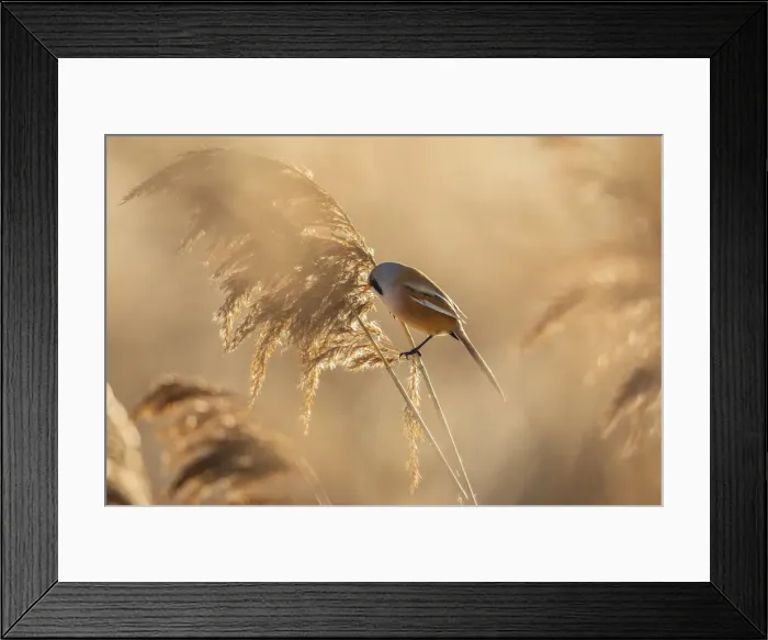 Framed Print : Bearded tit (Panurus biarmicus), male, Radipole Lake RSPB reserve, Weymouth, Dorset Framed Print : Bearded tit (Panurus biarmicus), male, Radipole Lake RSPB reserve, Weymouth, Dorset