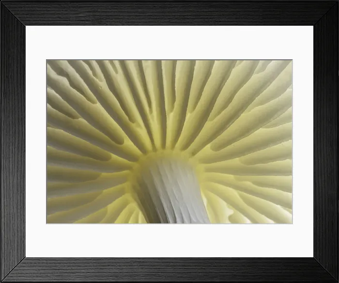 Framed Print : Porcelain Fungus (Oudemansiella mucida), close-up of gills, New Forest National Park Framed Print : Porcelain Fungus (Oudemansiella mucida), close-up of gills, New Forest National Park