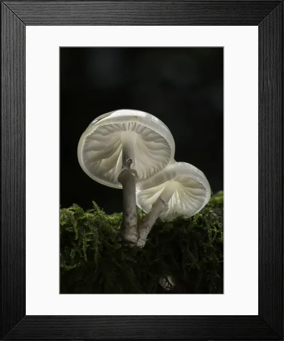 Framed Print : Porcelain Fungus (Oudemansiella mucida), New Forest National Park, Hampshire, England, UK Framed Print : Porcelain Fungus (Oudemansiella mucida), New Forest National Park, Hampshire, England, UK