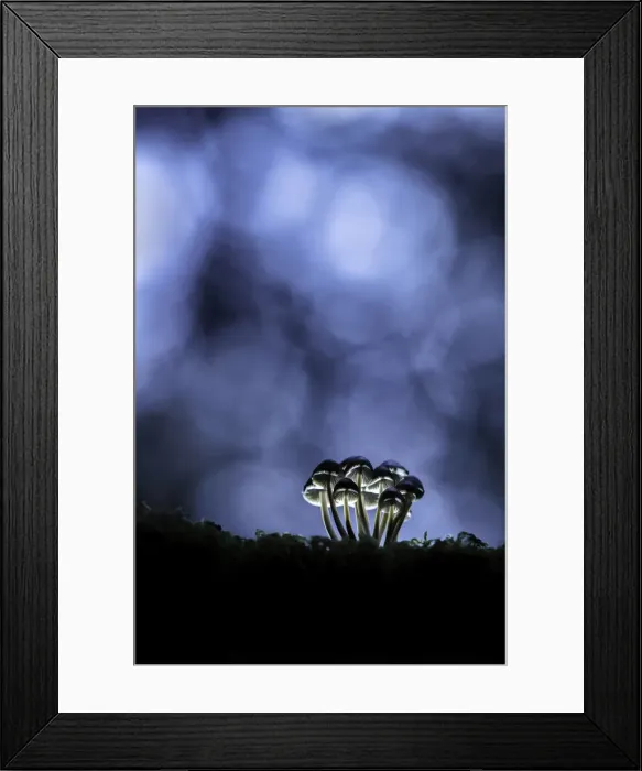 Framed Print : Mycena sp. New Forest National Park, Hampshire, England, UK Framed Print : Mycena sp. New Forest National Park, Hampshire, England, UK