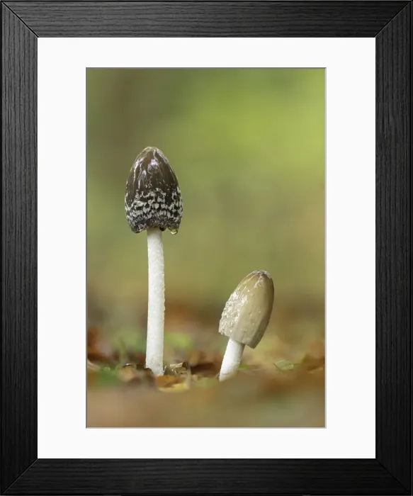 Framed Print : Magpie Inkcap or Magpie fungus (Coprinopsis picacea), New Forest National Park, Hampshire Framed Print : Magpie Inkcap or Magpie fungus (Coprinopsis picacea), New Forest National Park, Hampshire