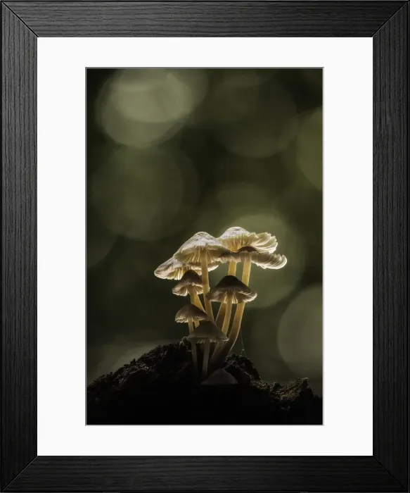 Framed Print : Mycena spp. New Forest National Park, Hampshire, England, UK Framed Print : Mycena spp. New Forest National Park, Hampshire, England, UK