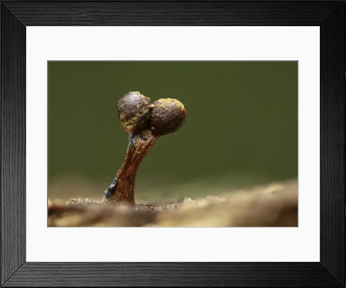 Framed Print : Slime mould (Metatrichia floriformis) sporangia, New Forest National Park, Hampshire Framed Print : Slime mould (Metatrichia floriformis) sporangia, New Forest National Park, Hampshire