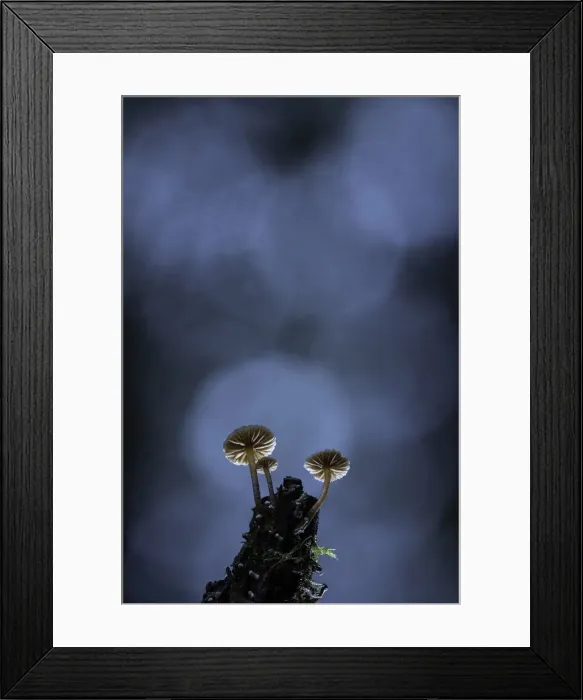 Framed Print : Deceiver (Laccaria laccata), New Forest National Park, Hampshire, England, UK Framed Print : Deceiver (Laccaria laccata), New Forest National Park, Hampshire, England, UK