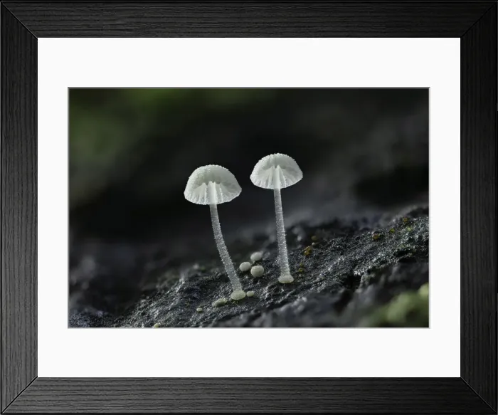 Framed Print : Frosty bonnet (Mycena tenerrima or Mycena adscendens), New Forest National Park Framed Print : Frosty bonnet (Mycena tenerrima or Mycena adscendens), New Forest National Park
