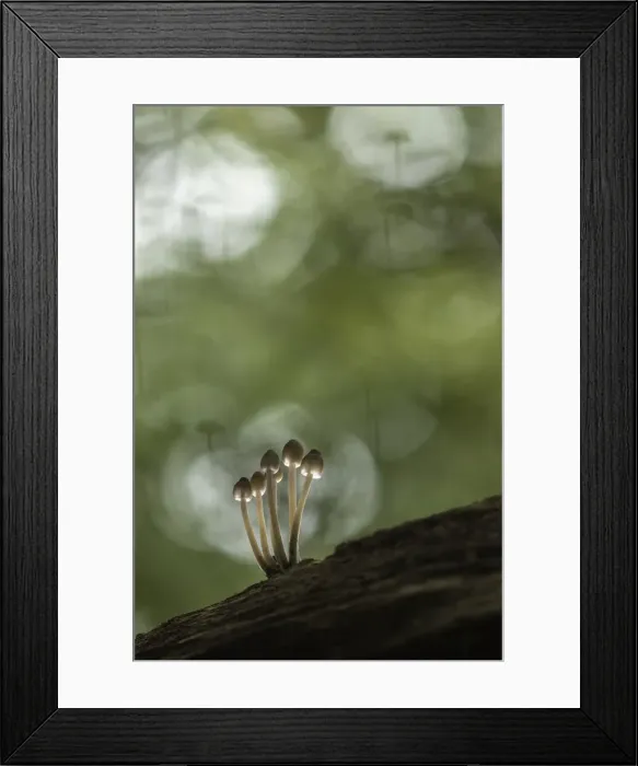 Framed Print : Bonnet mycena (Mycena galericulata) New Forest National Park, Hampshire, England, UK Framed Print : Bonnet mycena (Mycena galericulata) New Forest National Park, Hampshire, England, UK