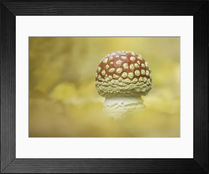 Framed Print : Fly Agaric (Amanita muscaria), fruiting body emerging amongst fallen birch leaves Framed Print : Fly Agaric (Amanita muscaria), fruiting body emerging amongst fallen birch leaves
