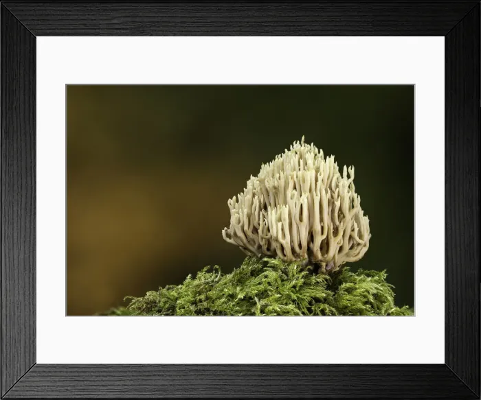 Framed Print : Upright Coral (Ramaria stricta), Uplyme, Devon, England, UK Framed Print : Upright Coral (Ramaria stricta), Uplyme, Devon, England, UK