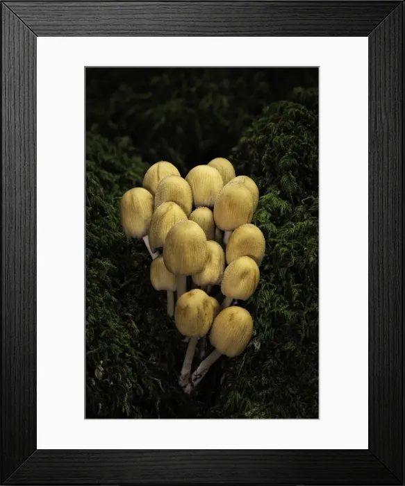Framed Print : Glistening Ink Caps (Coprinus micaceus), New Forest National Park, Hampshire, England, UK Framed Print : Glistening Ink Caps (Coprinus micaceus), New Forest National Park, Hampshire, England, UK