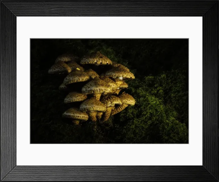 Framed Print : Shaggy Scalycap (Pholiota squarrosa), New Forest National Park, Hampshire, England, UK