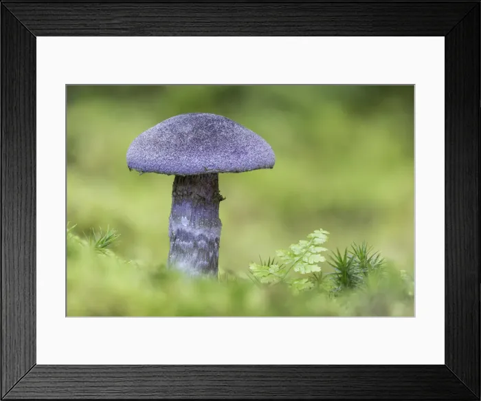 Framed Print : Violet Webcap (Cortinarius violaceus), New Forest National Park, Hampshire, England, UK Framed Print : Violet Webcap (Cortinarius violaceus), New Forest National Park, Hampshire, England, UK