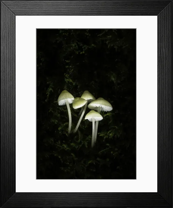 Framed Print : Group of Mycena spp. New Forest National Park, Hampshire, England, UK Framed Print : Group of Mycena spp. New Forest National Park, Hampshire, England, UK