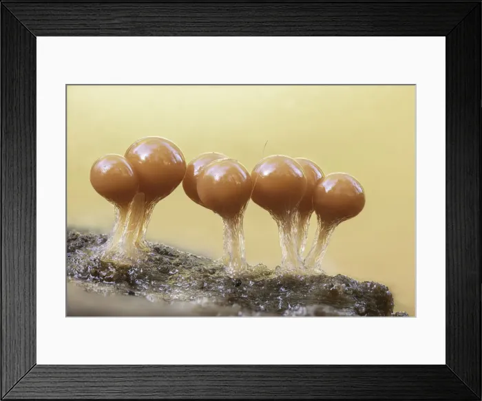 Framed Print : Trichia decipiens (slime mould), focus-stacked, New Forest National Park, Hampshire Framed Print : Trichia decipiens (slime mould), focus-stacked, New Forest National Park, Hampshire