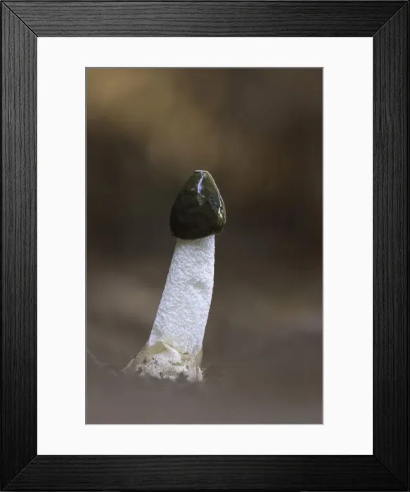 Framed Print : Stinkhorn (Phallus impudicus), New Forest National Park, Hampshire, England, UK