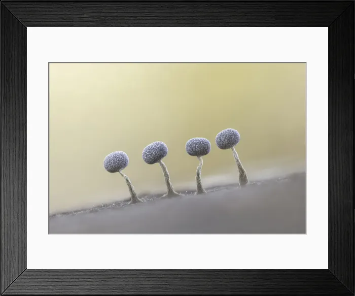 Framed Print : Physarum spp. Slime Mould sporangia, New Forest National Park, Hampshire, England, UK