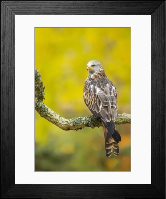 Framed Print : Red Kite (Milvus milvus) (C) perched on branch with autumn colour behind, Hampshire Framed Print : Red Kite (Milvus milvus) (C) perched on branch with autumn colour behind, Hampshire