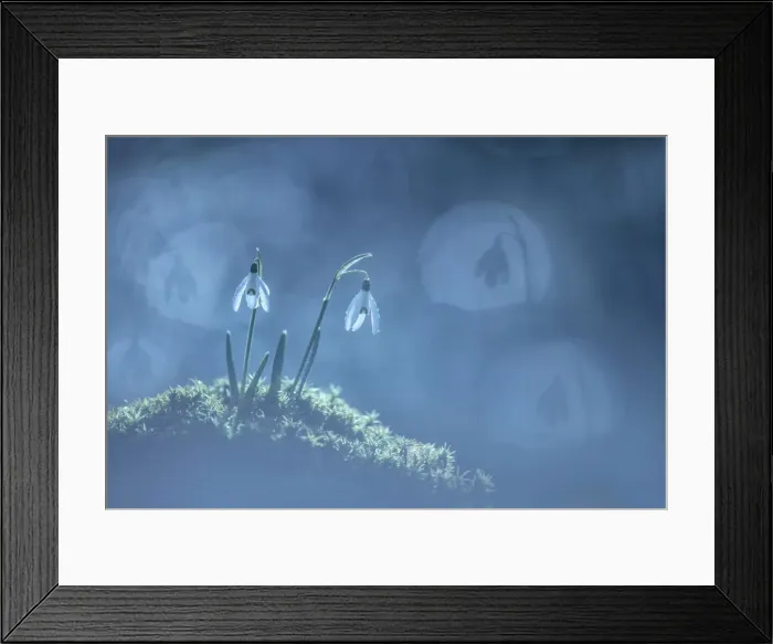 Framed Print : Snowdrop (Galanthus nivalis) in early morning dew, Uplyme Devon, England, UK Framed Print : Snowdrop (Galanthus nivalis) in early morning dew, Uplyme Devon, England, UK