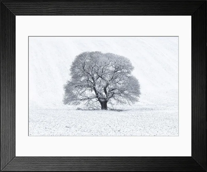 Framed Print : Sweet Chestnut (Castanea sativa) in snow-covered field, Keysely Down, Wiltshire, England