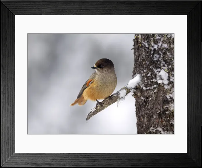 Framed Print : Siberian Jay (Perisoreus infaustus) perched on branch, Kuusamo, Finland Framed Print : Siberian Jay (Perisoreus infaustus) perched on branch, Kuusamo, Finland