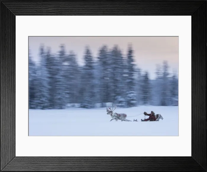 Framed Print : Reindeer (Rangifer tarandus) pulling a sleigh through the snow, Kuusamo, Finland