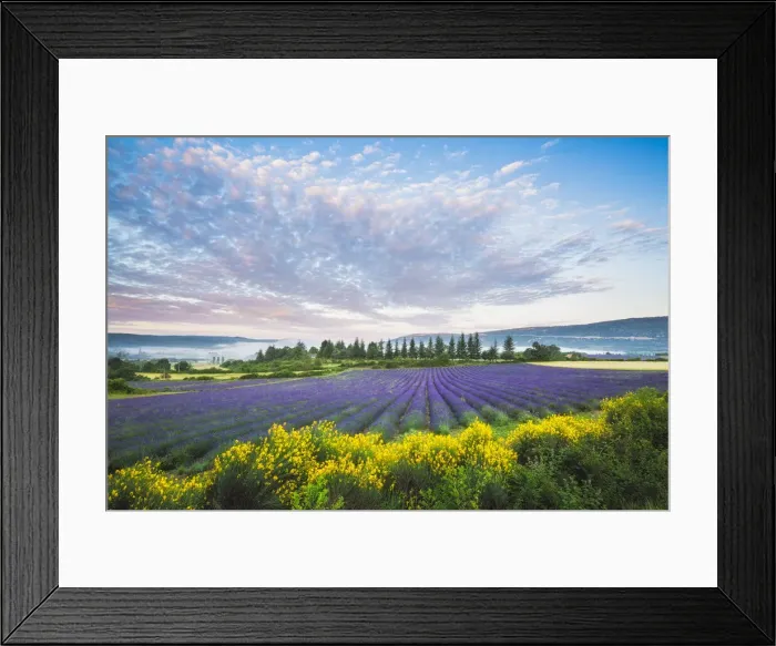 Framed Print : Lavender field near Sault, Vaucluse, Provence-Aples-Cote d'Azur, France Framed Print : Lavender field near Sault, Vaucluse, Provence-Aples-Cote d'Azur, France