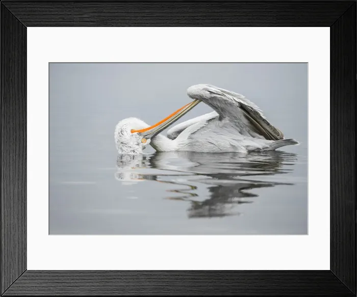 Framed Print : Dalmatian Pelican (Pelecanus crispus) preening, Lake Kerkini, Greece Framed Print : Dalmatian Pelican (Pelecanus crispus) preening, Lake Kerkini, Greece