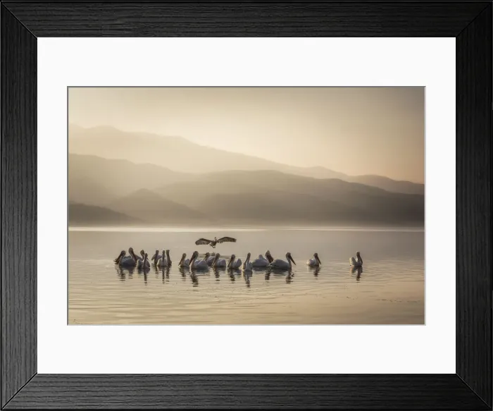 Framed Print : Dalmatian Pelican (Pelecanus crispus), Lake Kerkini, Greece
