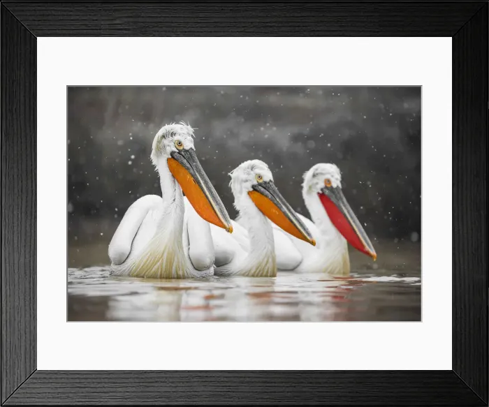 Framed Print : Dalmatian Pelicans (Pelecanus crispus), Lake Kirkini, Greece Framed Print : Dalmatian Pelicans (Pelecanus crispus), Lake Kirkini, Greece