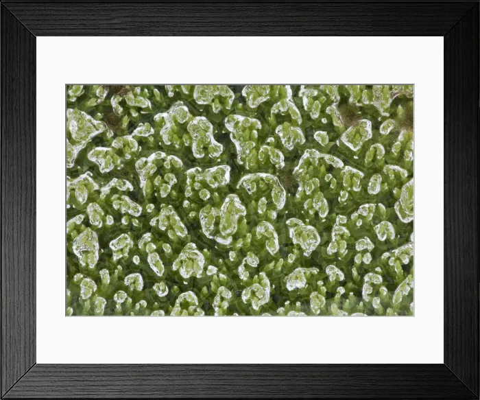 Framed Print : Beads of water trapped upon vibrant green moss Landmannalaugar, Southern Iceland July Framed Print : Beads of water trapped upon vibrant green moss Landmannalaugar, Southern Iceland July