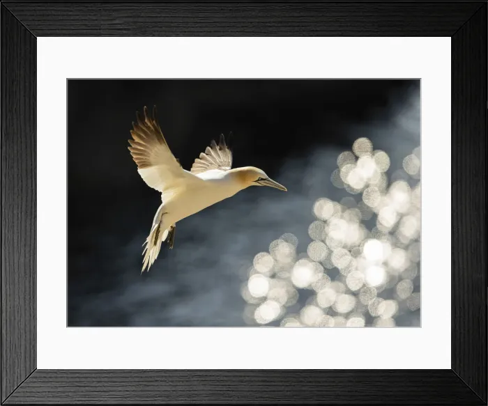 Framed Print : Northern Gannet (Morus bassanus), Great saltee, Co. Wexford, Republic of Ireland Framed Print : Northern Gannet (Morus bassanus), Great saltee, Co. Wexford, Republic of Ireland