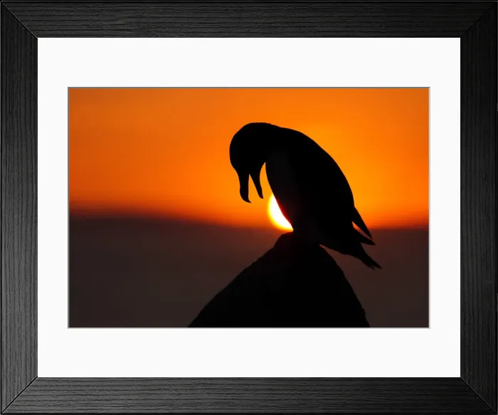 Framed Print : Razorbill (Alca torda), Great Saltee Island, Co. Wexford, Republic of Ireland Framed Print : Razorbill (Alca torda), Great Saltee Island, Co. Wexford, Republic of Ireland