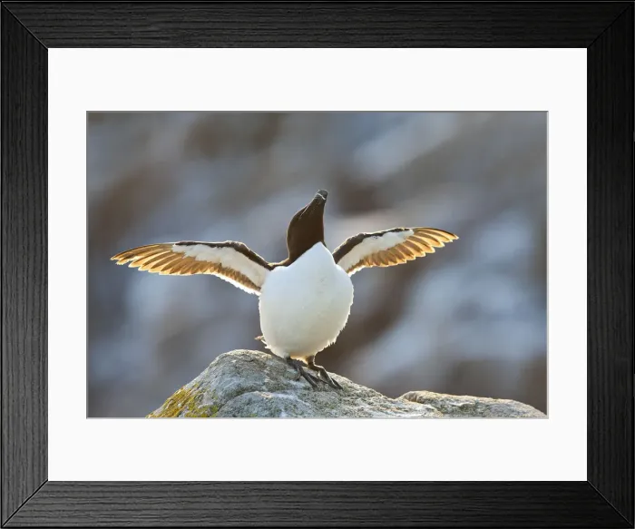 Framed Print : Razorbill (Alca torda), Great Saltee Island, Co. Wexford, Republic of Ireland Framed Print : Razorbill (Alca torda), Great Saltee Island, Co. Wexford, Republic of Ireland