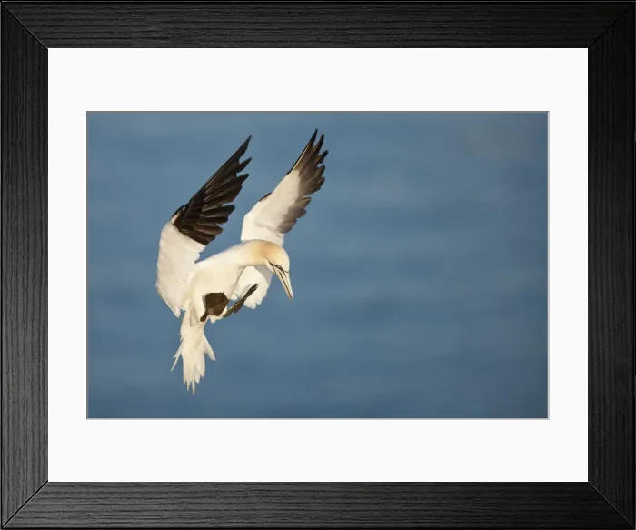 Framed Print : Northern Gannet (Morus bassanus), Great Saltee Island, Republic of Ireland Framed Print : Northern Gannet (Morus bassanus), Great Saltee Island, Republic of Ireland