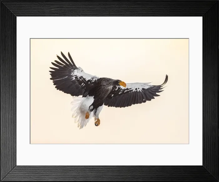 Framed Print : Stellers sea eagle (Haliaeetus pelagicus), Hokkaido, Japan Framed Print : Stellers sea eagle (Haliaeetus pelagicus), Hokkaido, Japan