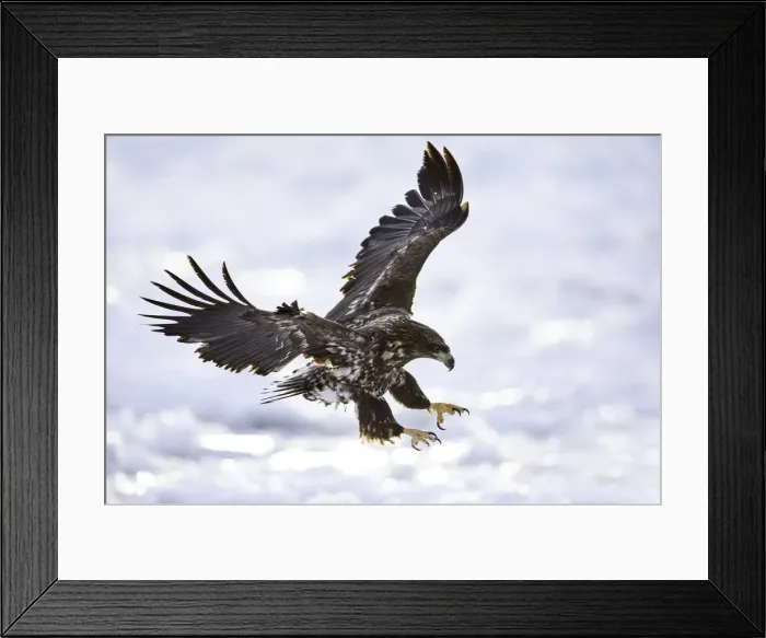Framed Print : Juvenile White-tailed Eagle (Haliaeetus albicilla) in flight over sea ice, Nemuro Strait Framed Print : Juvenile White-tailed Eagle (Haliaeetus albicilla) in flight over sea ice, Nemuro Strait